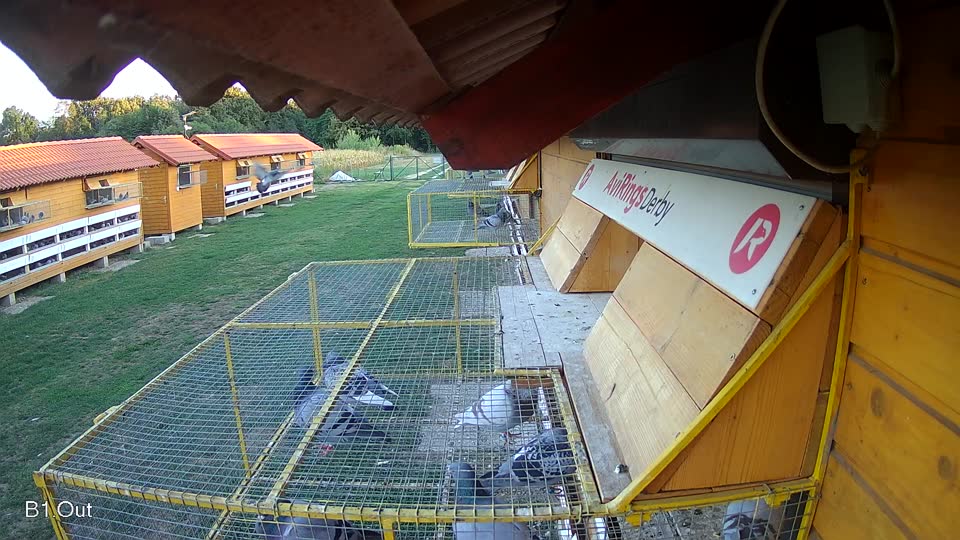 Pigeon Arrival Image For Race Race 4