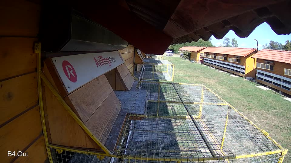 Pigeon Arrival Image For Race Race 5