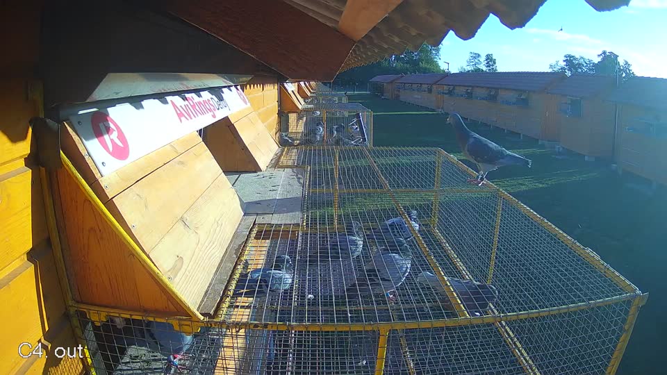Pigeon Arrival Image For Race Final Race 1/3