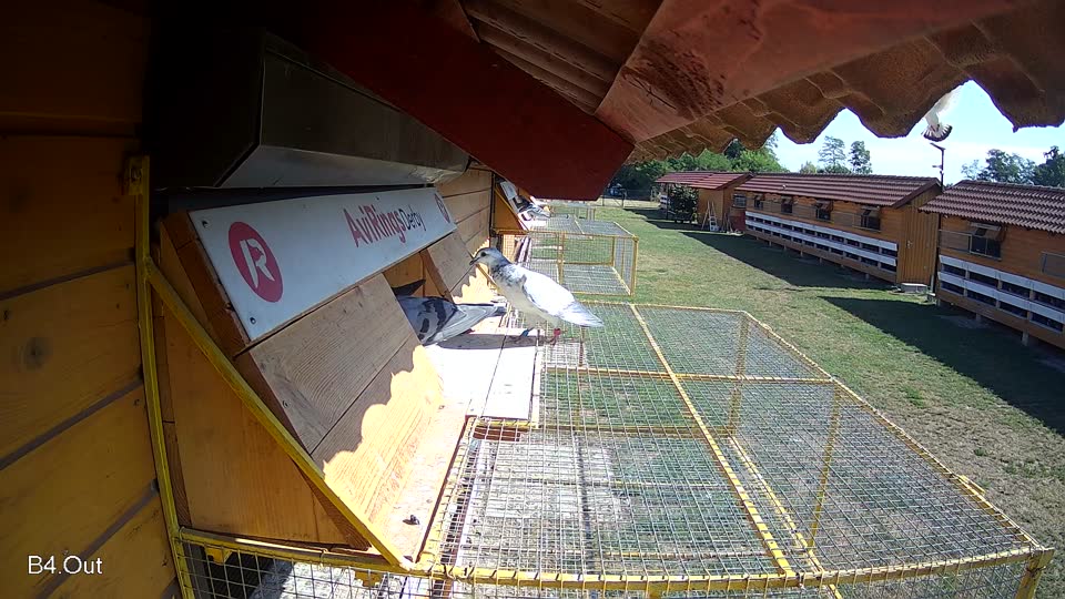 Pigeon Arrival Image For Race Race 2
