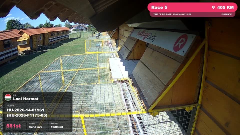 Pigeon Arrival Image For Race Race 5