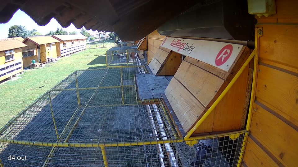 Pigeon Arrival Image For Race Race 2