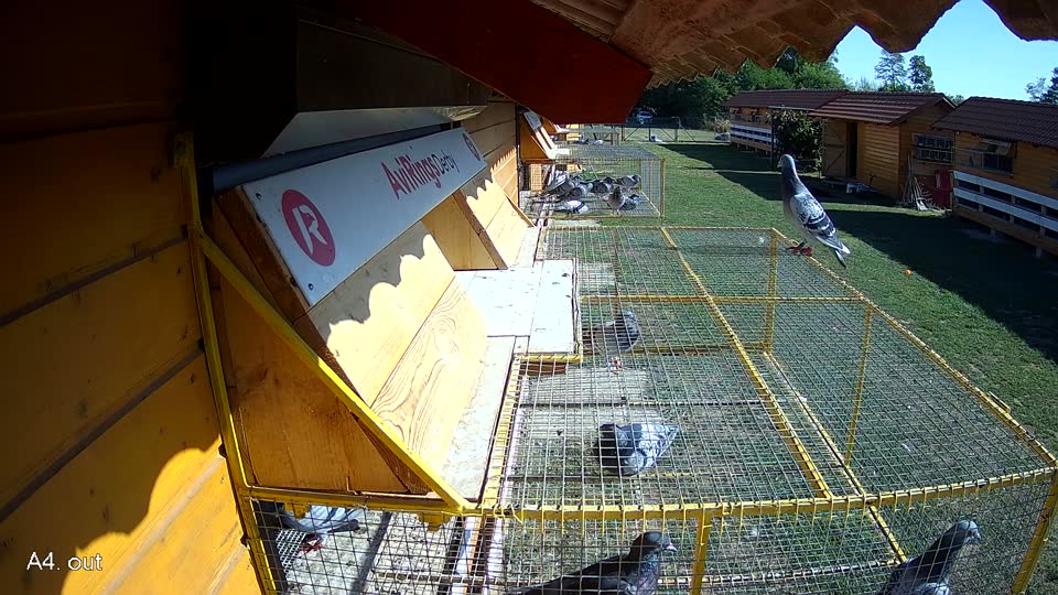 Pigeon Arrival Image For Race Race 5