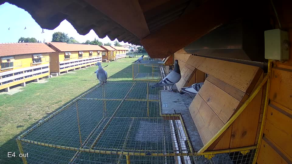 Pigeon Arrival Image For Race Race 1