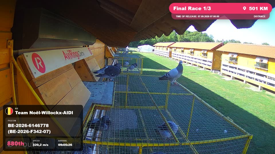 Pigeon Arrival Image For Race Final Race 1/3