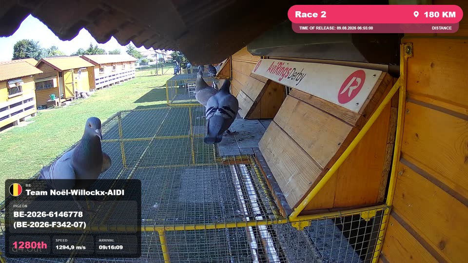 Pigeon Arrival Image For Race Race 2
