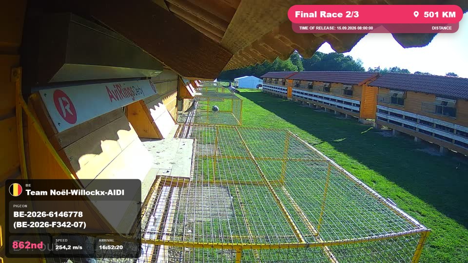 Pigeon Arrival Image For Race Final Race 2/3