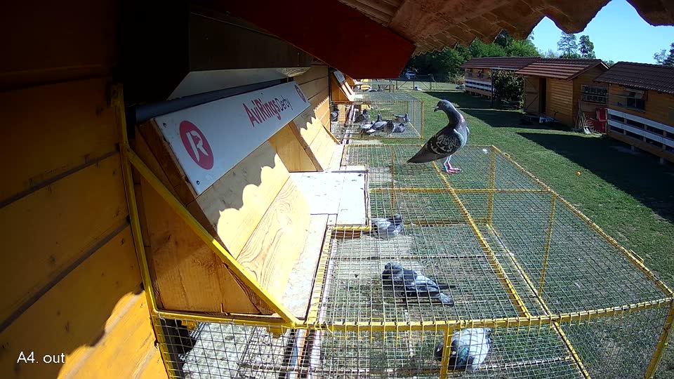 Pigeon Arrival Image For Race Race 5