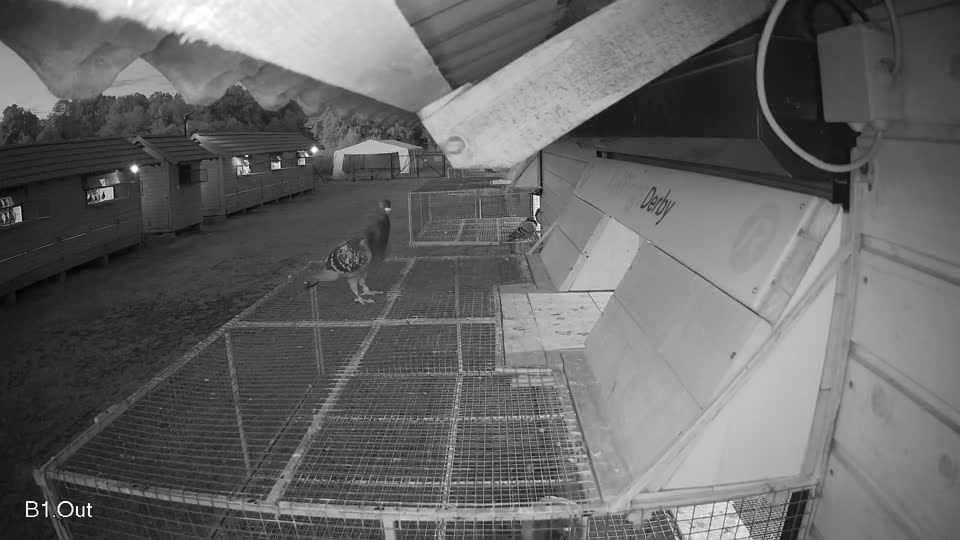Pigeon Arrival Image For Race Final Race 1/3
