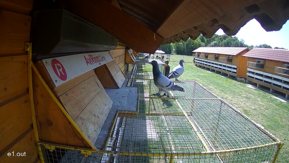 Pigeon Arrival Image For Race Race 5