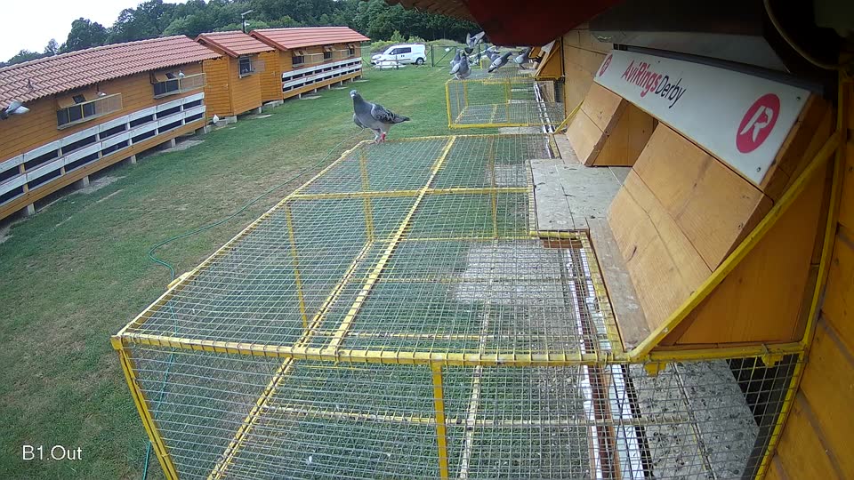 Pigeon Arrival Image For Race Race 3