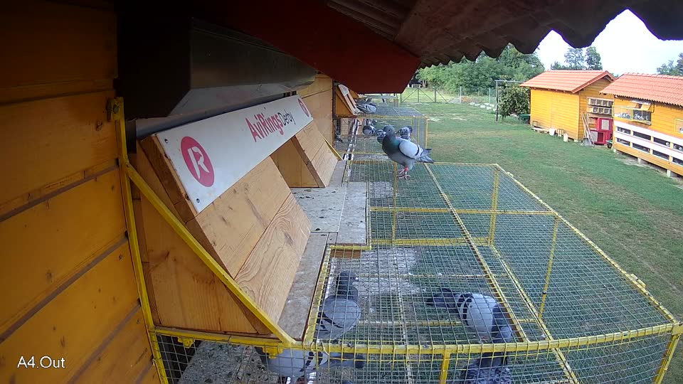 Pigeon Arrival Image For Race Race 4