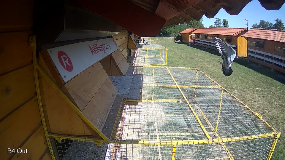 Pigeon Arrival Image For Race Race 5