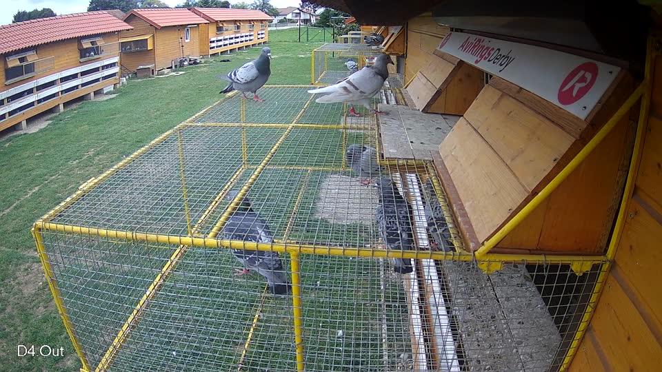 Pigeon Arrival Image For Race Race 6
