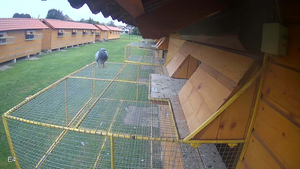 Pigeon Arrival Image For Race Final race 3