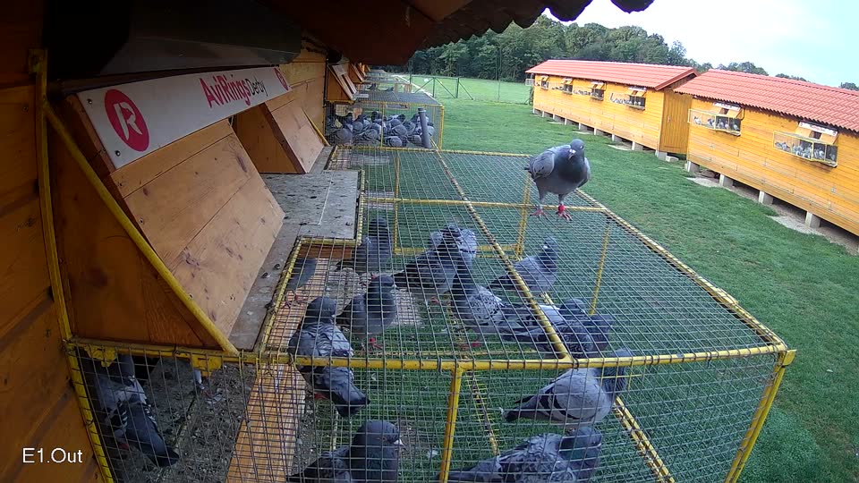 Pigeon Arrival Image For Race Final race 1