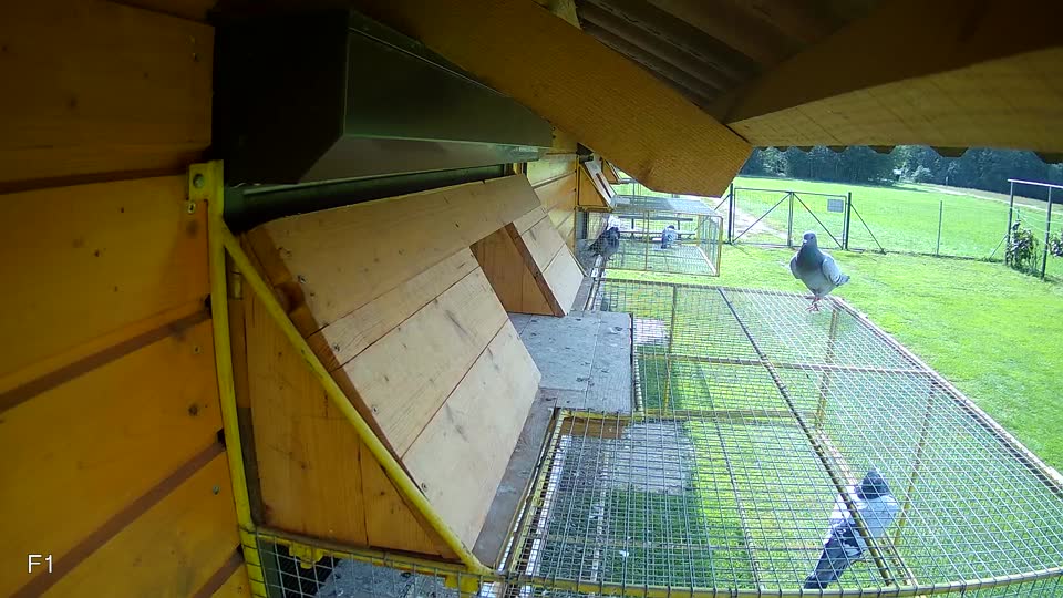 Pigeon Arrival Image For Race Final race 2