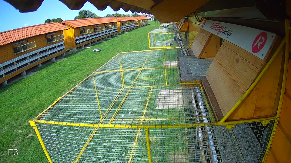 Pigeon Arrival Image For Race Race 6