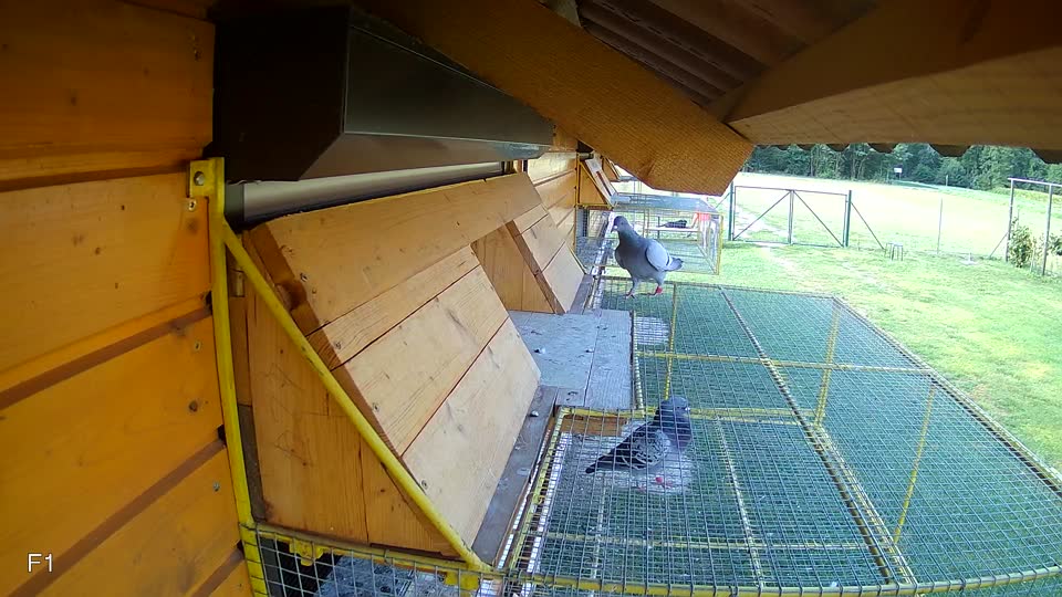 Pigeon Arrival Image For Race Race 4