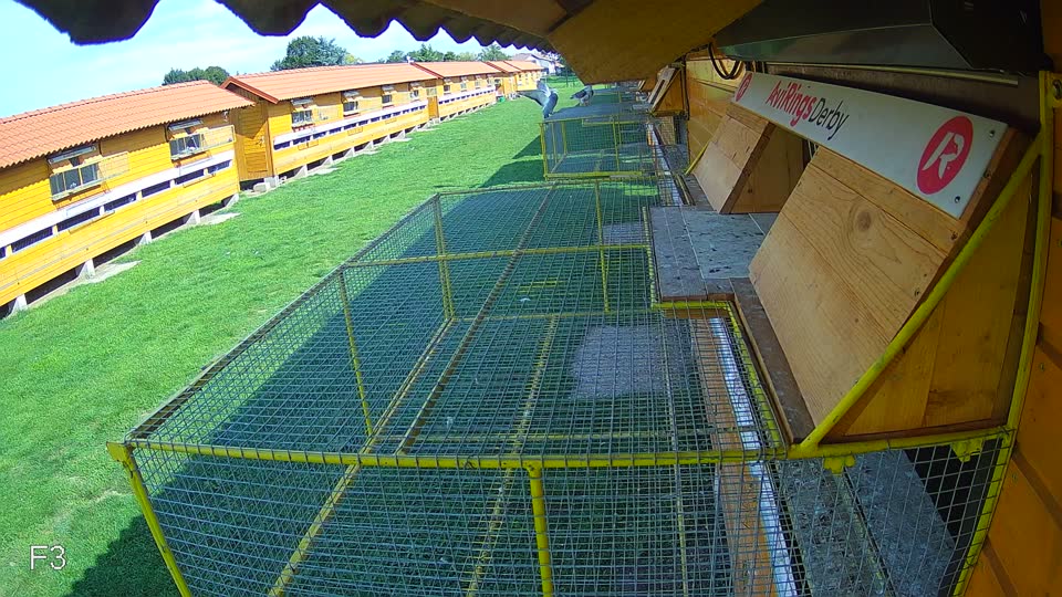 Pigeon Arrival Image For Race Final race 1