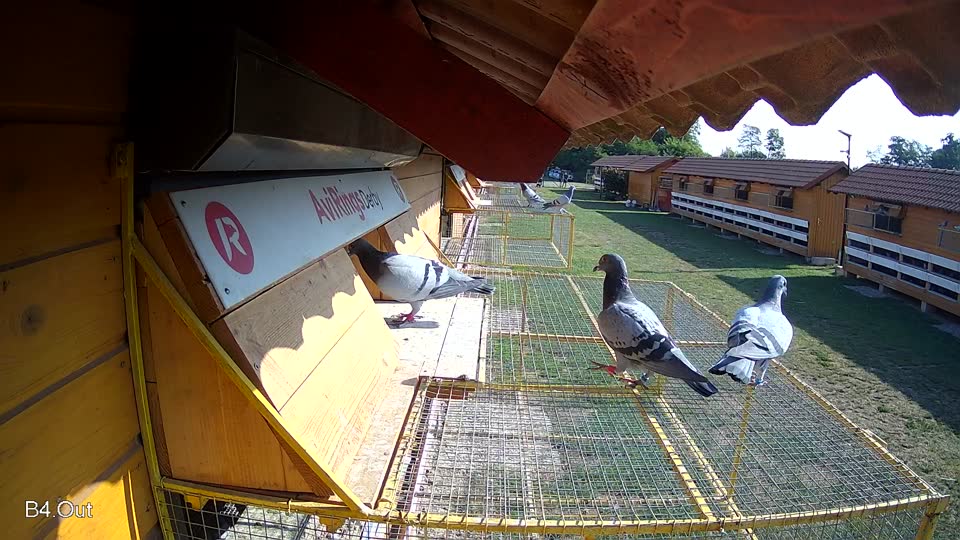 Pigeon Arrival Image For Race Race 1