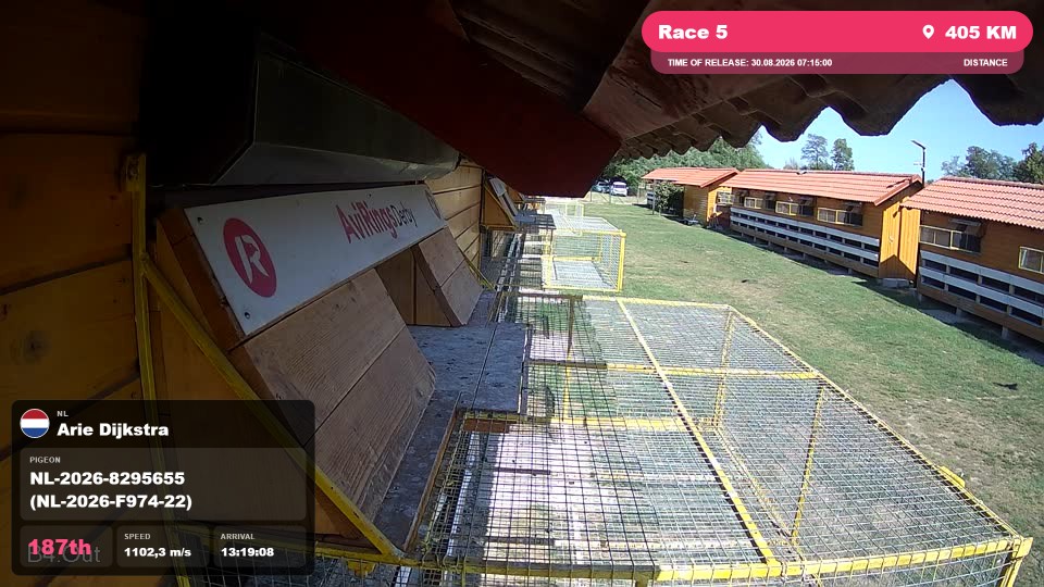 Pigeon Arrival Image For Race Race 5