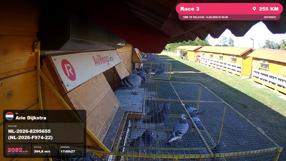 Pigeon Arrival Image For Race Race 3