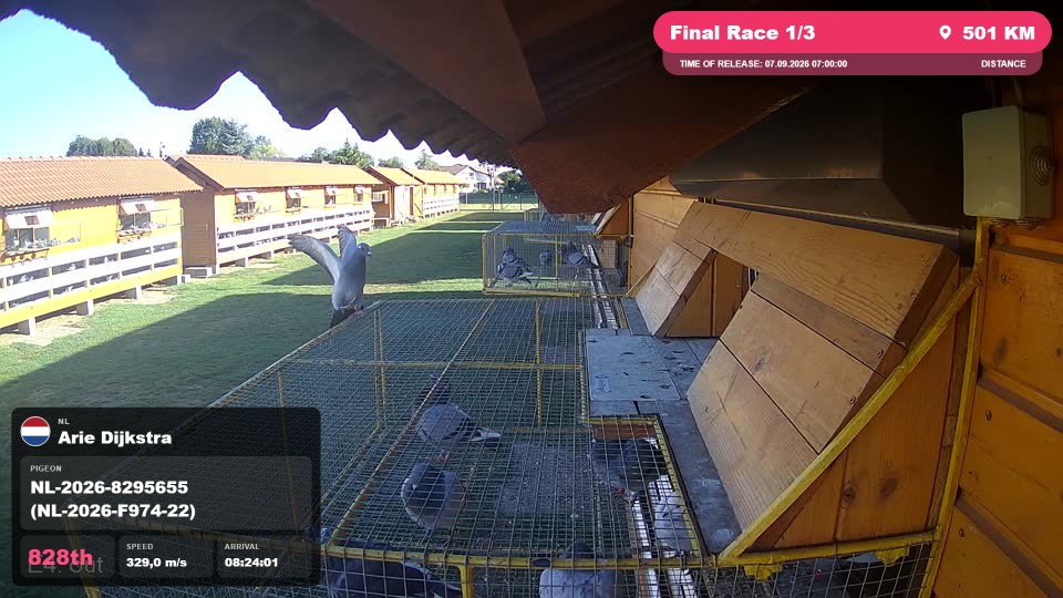 Pigeon Arrival Image For Race Final Race 1/3