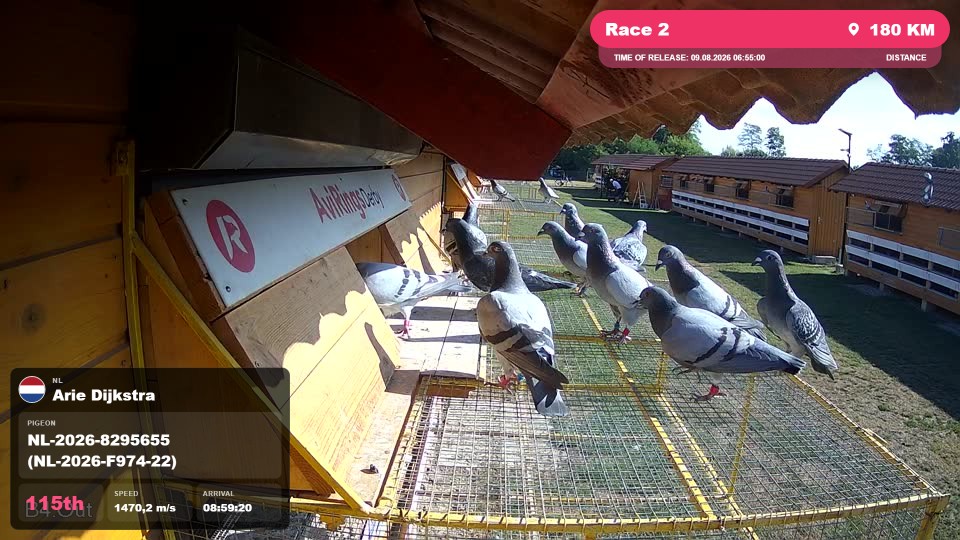 Pigeon Arrival Image For Race Race 2