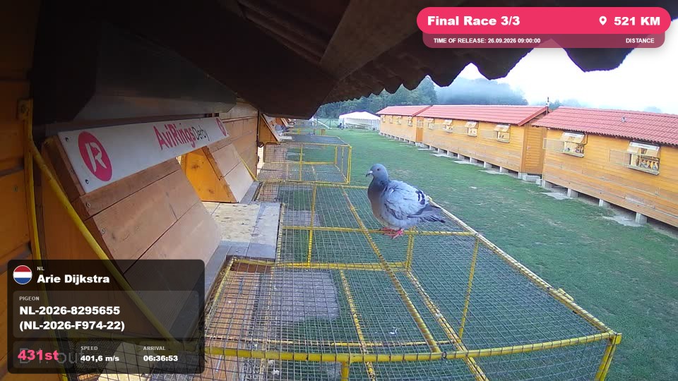 Pigeon Arrival Image For Race Final Race 3/3