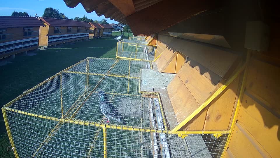 Pigeon Arrival Image For Race Race 6