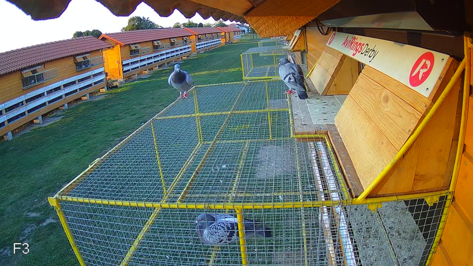 Pigeon Arrival Image For Race Race 5