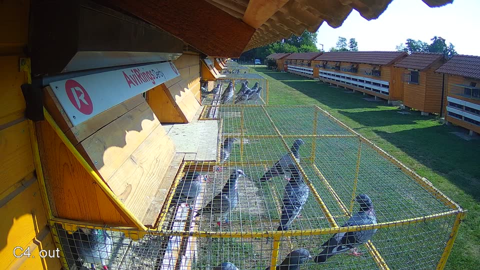 Pigeon Arrival Image For Race Race 1