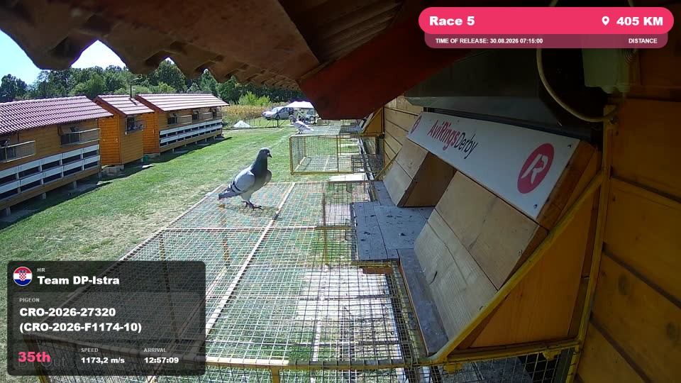 Pigeon Arrival Image For Race Race 5