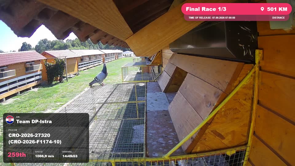 Pigeon Arrival Image For Race Final Race 1/3