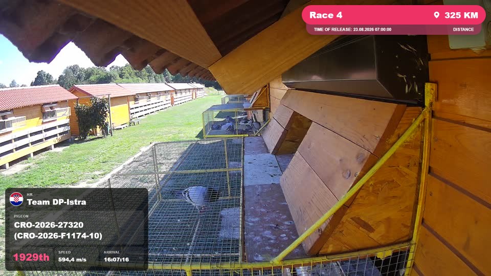 Pigeon Arrival Image For Race Race 4
