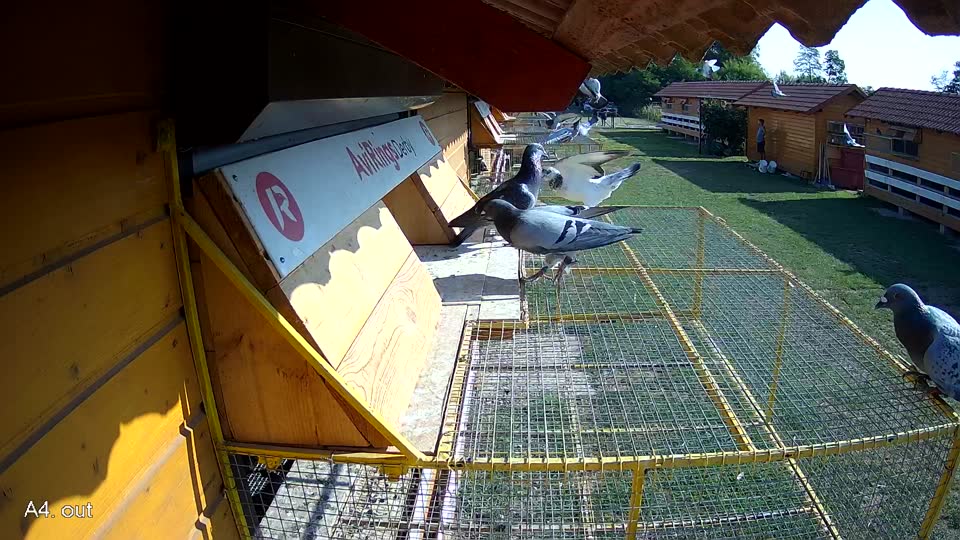 Pigeon Arrival Image For Race Race 1