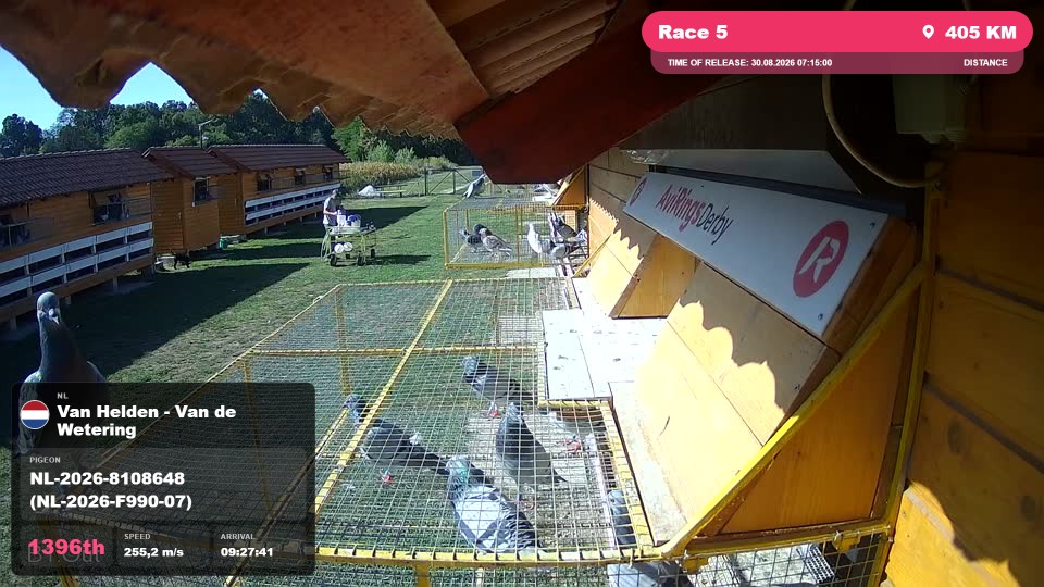 Pigeon Arrival Image For Race Race 5