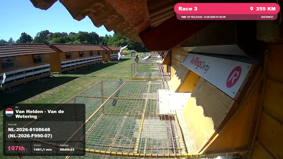 Pigeon Arrival Image For Race Race 3