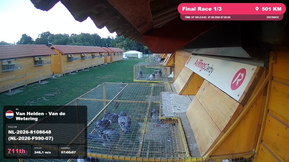 Pigeon Arrival Image For Race Final Race 1/3