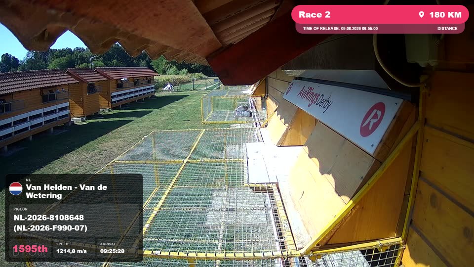 Pigeon Arrival Image For Race Race 2