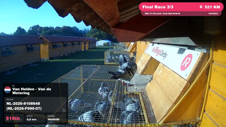 Pigeon Arrival Image For Race Final Race 3/3