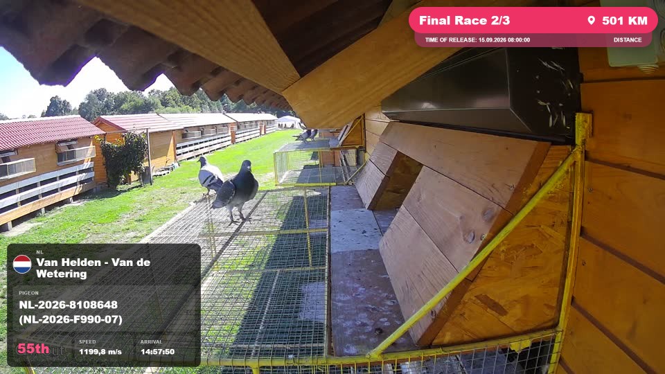 Pigeon Arrival Image For Race Final Race 2/3