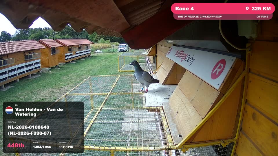 Pigeon Arrival Image For Race Race 4