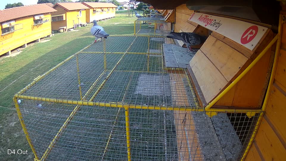 Pigeon Arrival Image For Race Race 4