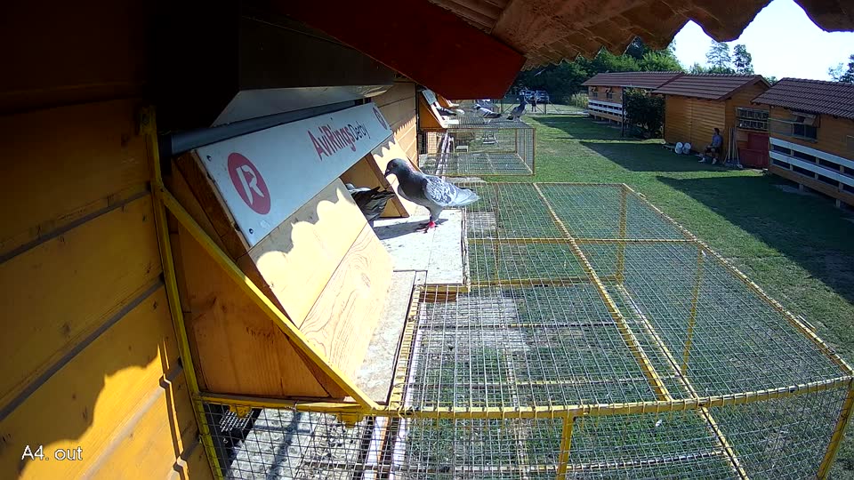 Pigeon Arrival Image For Race Race 1