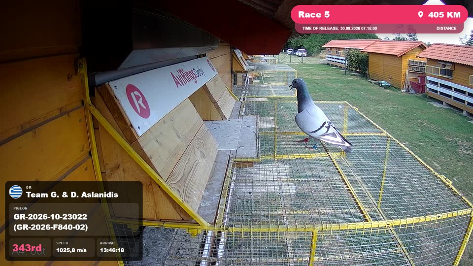 Pigeon Arrival Image For Race Race 5