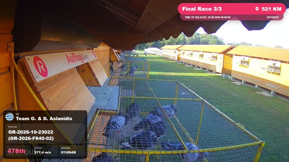 Pigeon Arrival Image For Race Final Race 3/3