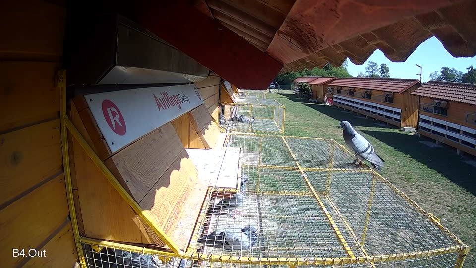 Pigeon Arrival Image For Race Race 5