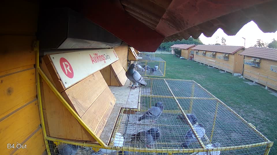Pigeon Arrival Image For Race Final Race 1/3